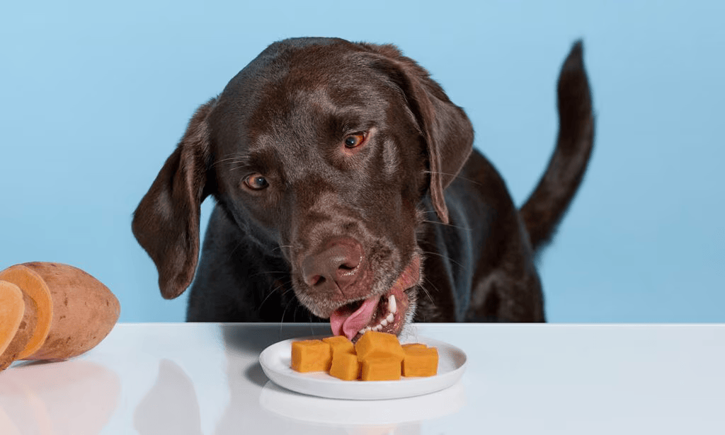 Can Dogs Have Sweet Potatoes?