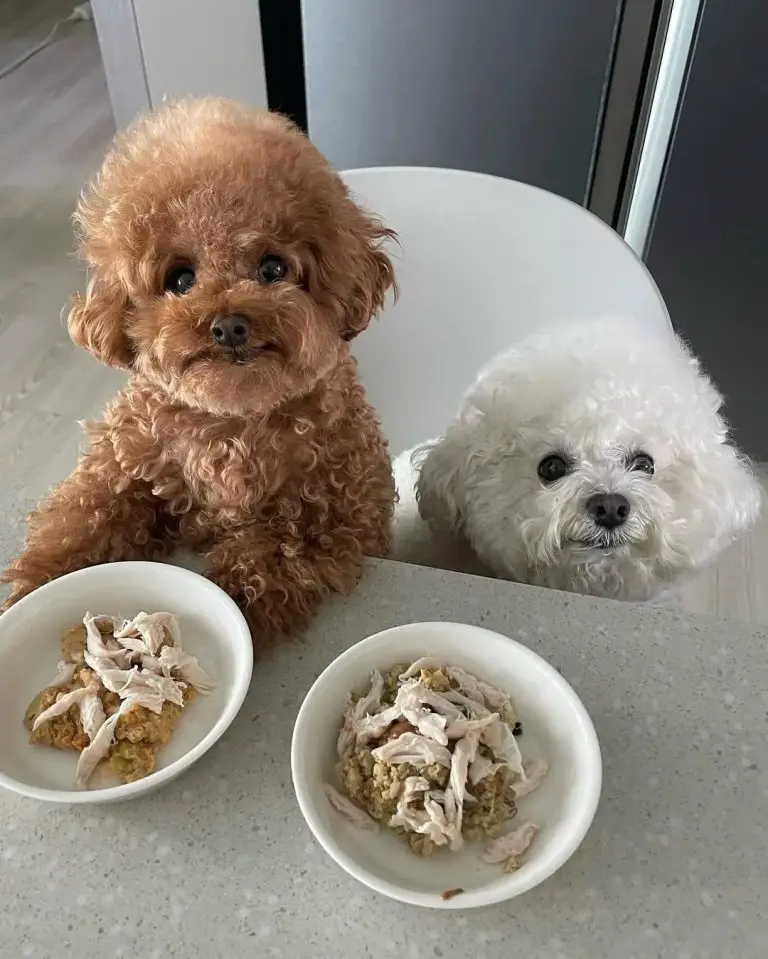 Homemade Pup Food Recipe (Vet Approved)