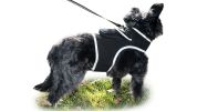 Reputable Collar GPS Locator for Dogs Rechargeable Battery + Mobility Detector Size:XXL