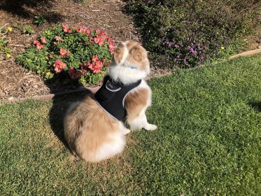 Wireless GPS Locator for Dogs Waterproof Collar Pet Tracking Devices Size:XXL