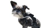 Wireless GPS Tracking Collars for Dogs Waterproof Realtime Pet Locator Size:XXL