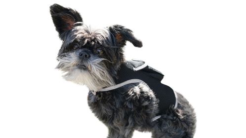 Wireless GPS Tracking Collars for Dogs Waterproof Realtime Pet Locator Size:XXL