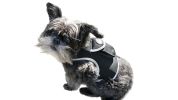Reputable Collar GPS Locator for Dogs Rechargeable Battery + Mobility Detector Size:XXL