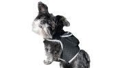 Waterproof Collar Mount Tracker w/ Realtime App GPS Tracking for Dogs Size:XXL