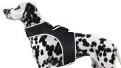 Wireless GPS Tracking Collars for Dogs Waterproof Realtime Pet Locator Size:XXL