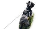 Rechargeable Waterproof Collar Mount GSM Tracking Device GPS for Dog Size:XXL